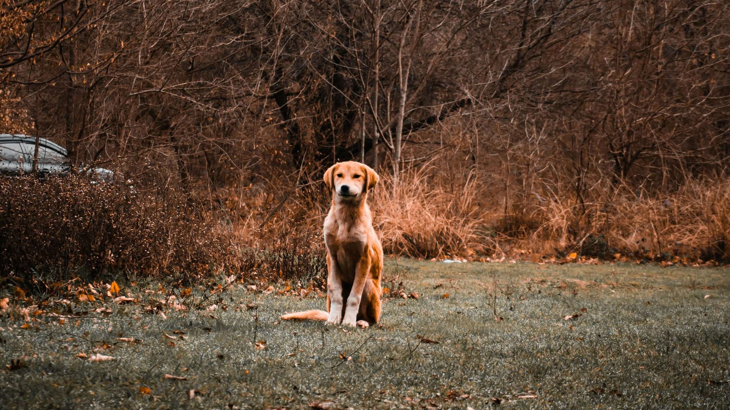 An image of a dog sitting - puppy gain weight