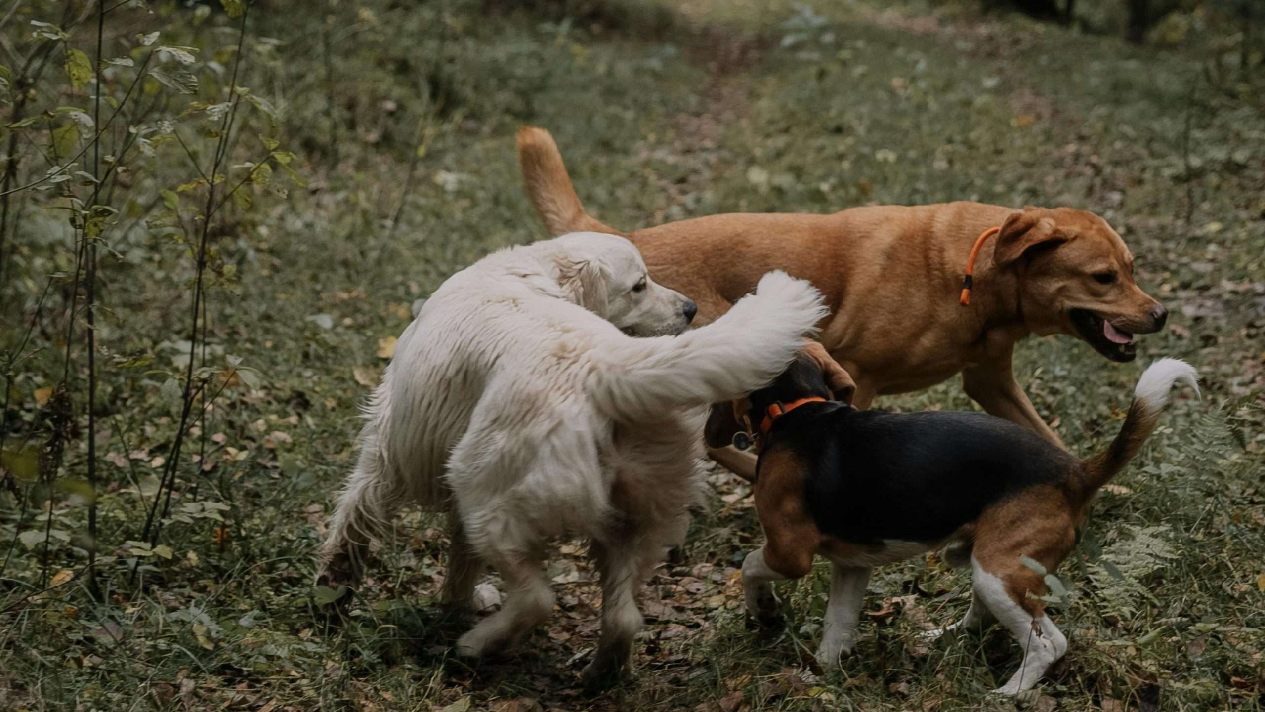 An image of dogs playing together - dog years