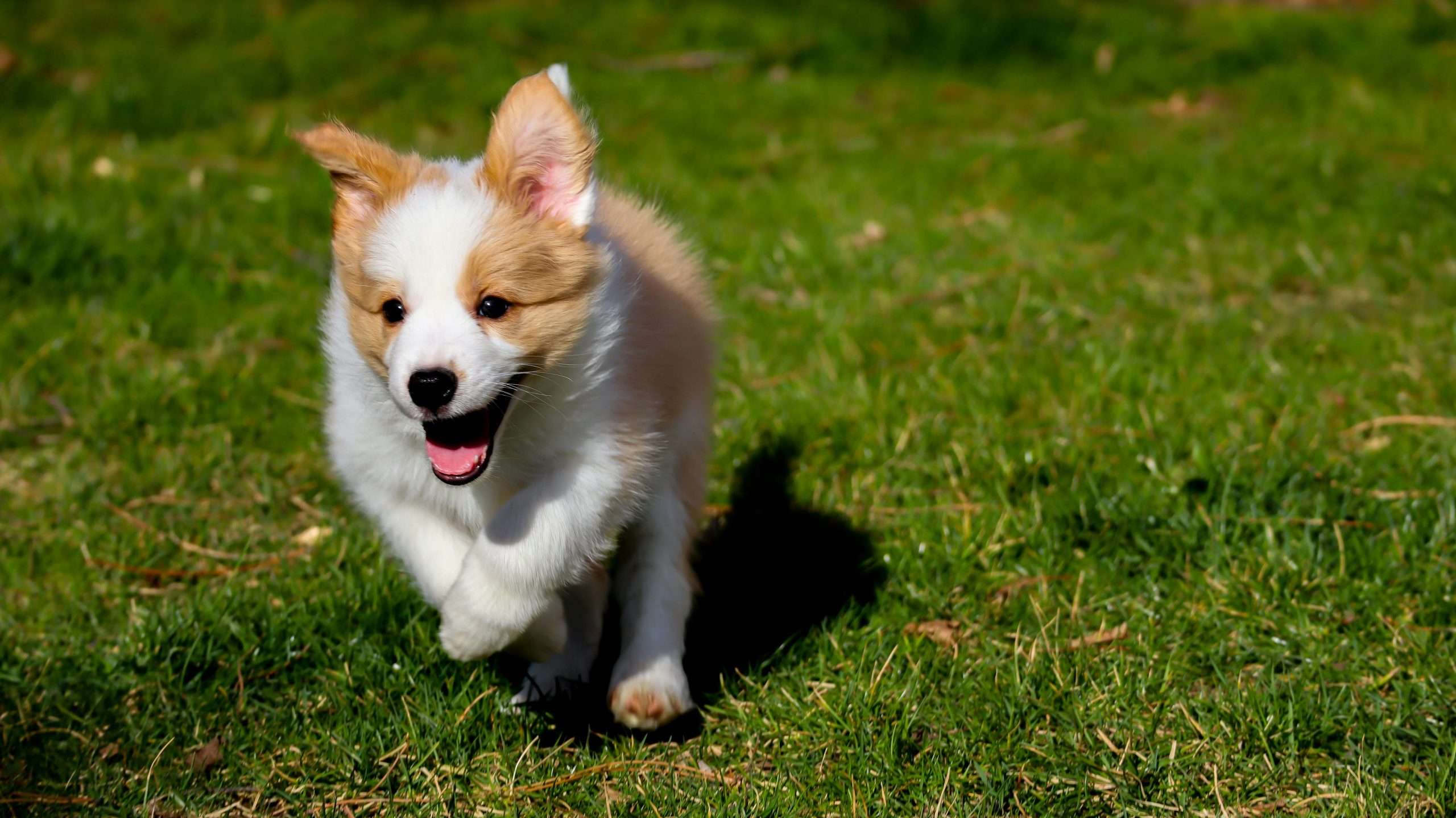 An image of a dog running in backyard - dog run