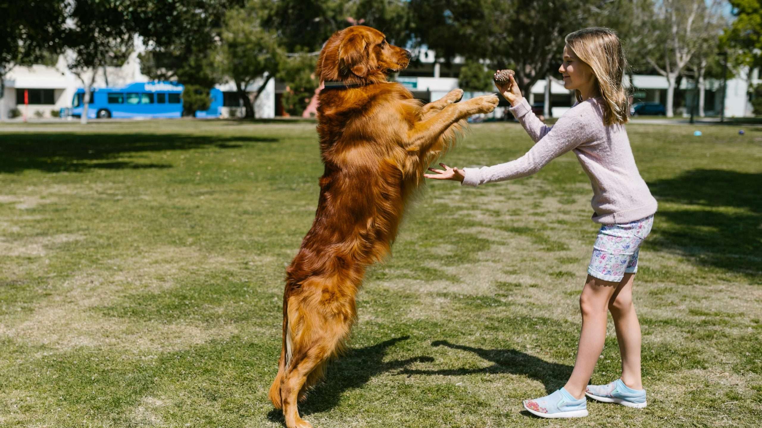 An image of a dog jumping 