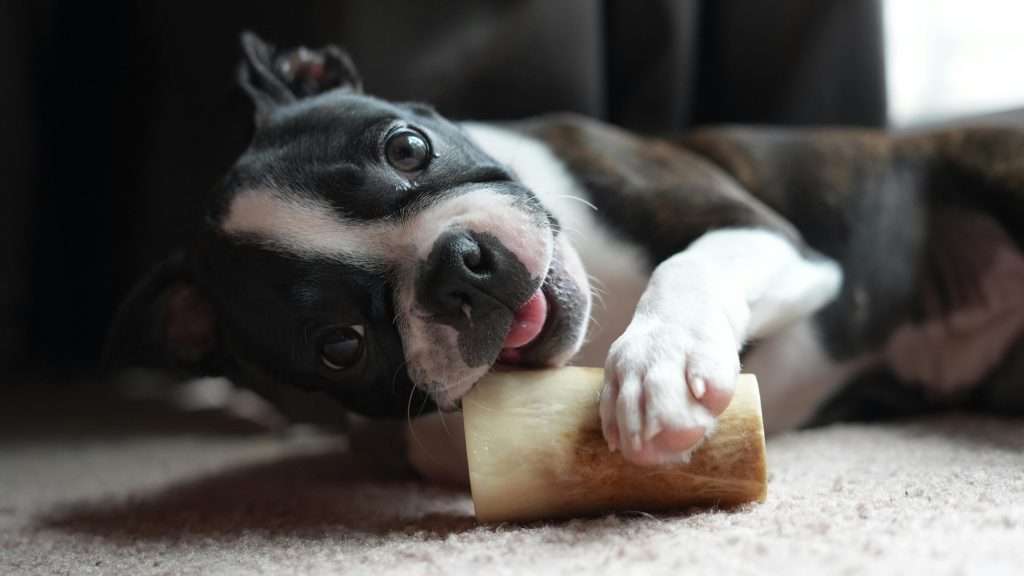 An image of a dog with a bone - dogs eat bones