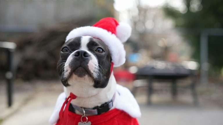 Do Dogs Cry Tears? 6 Reasons Why