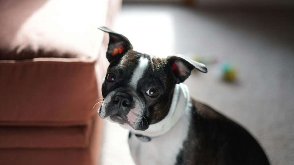 An image of a dog almost crying - dogs cry
