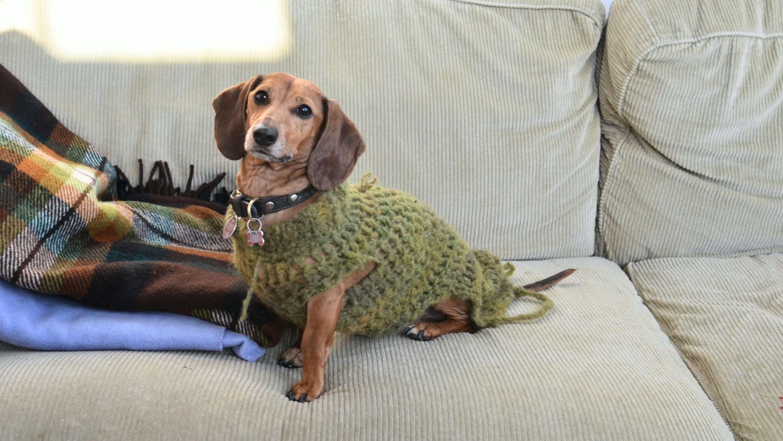 An image of a dog inside home