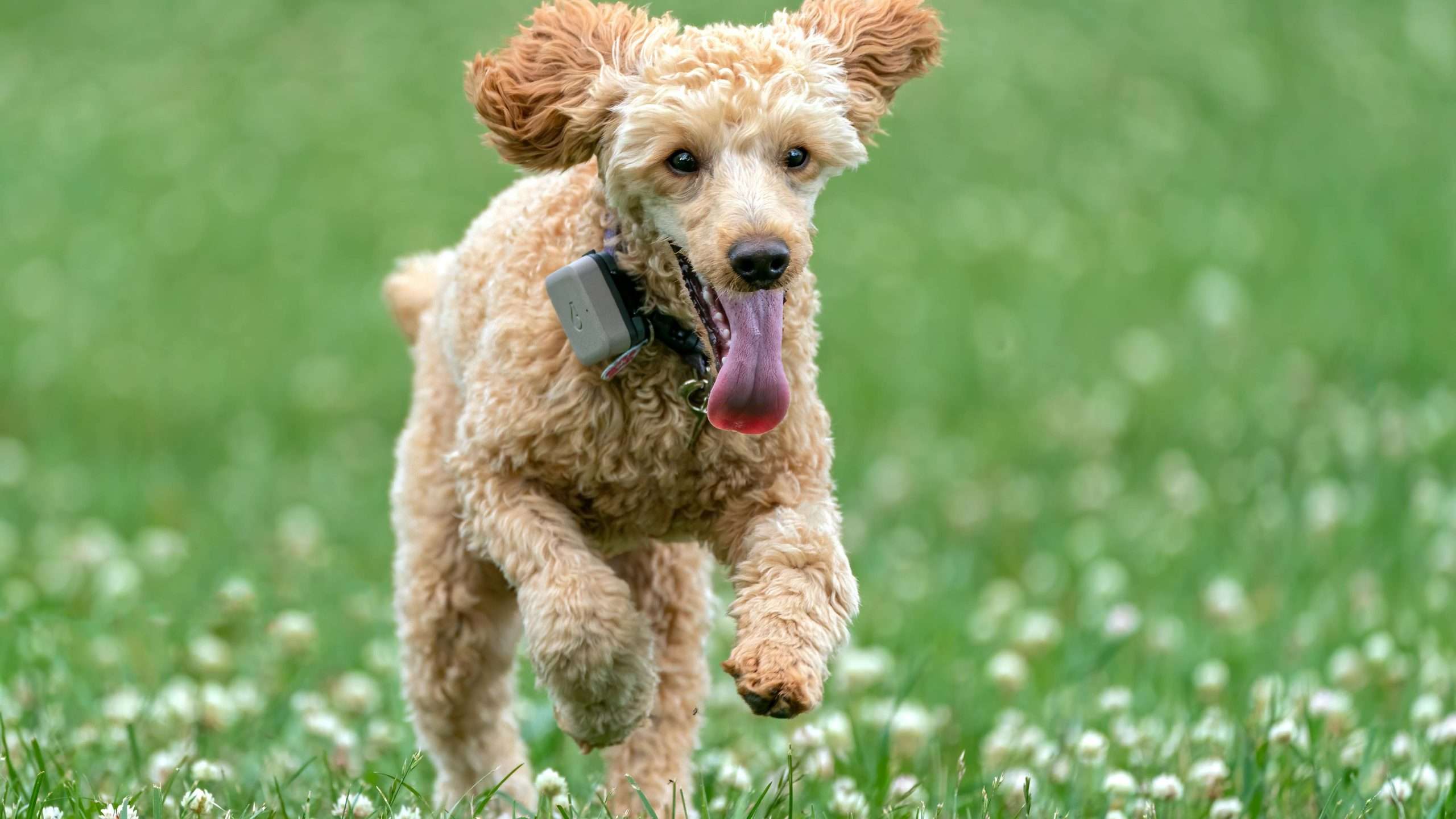 An image of a dog running happily