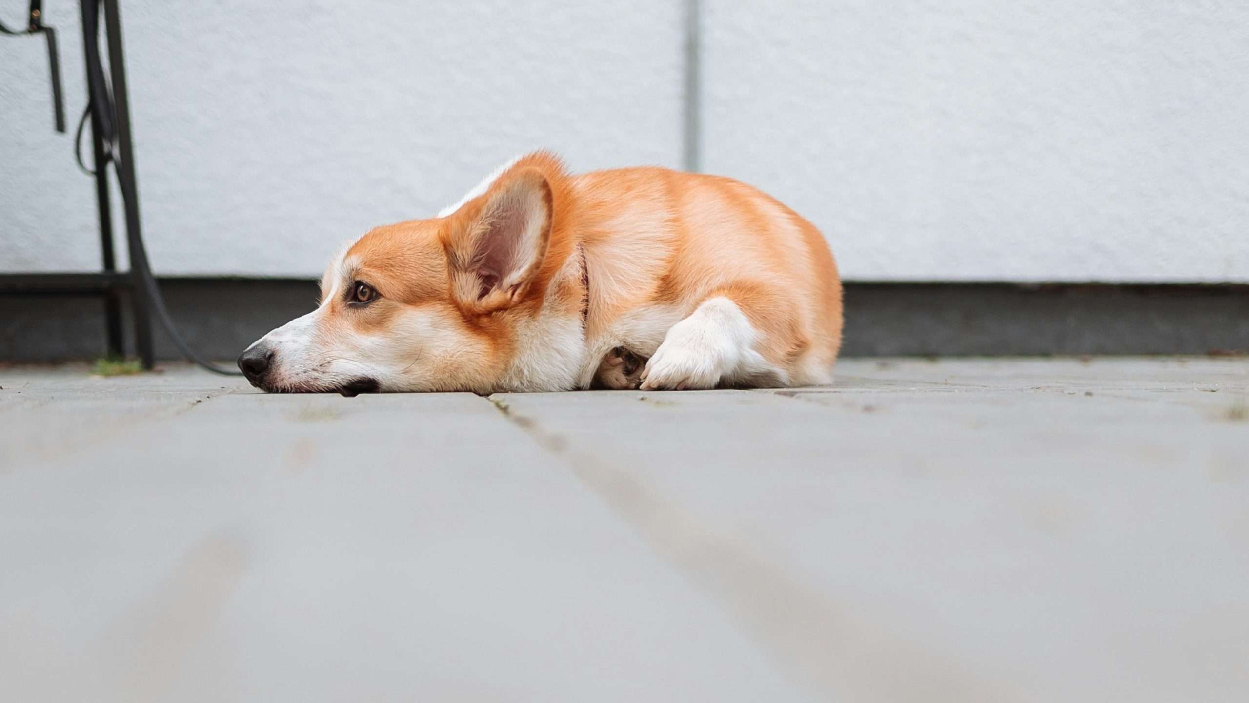 An image of a dog being bored