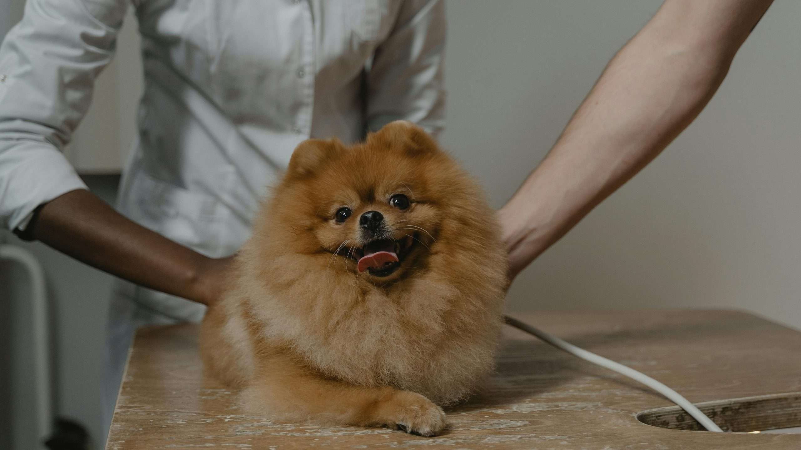 An image of a dog at the vet