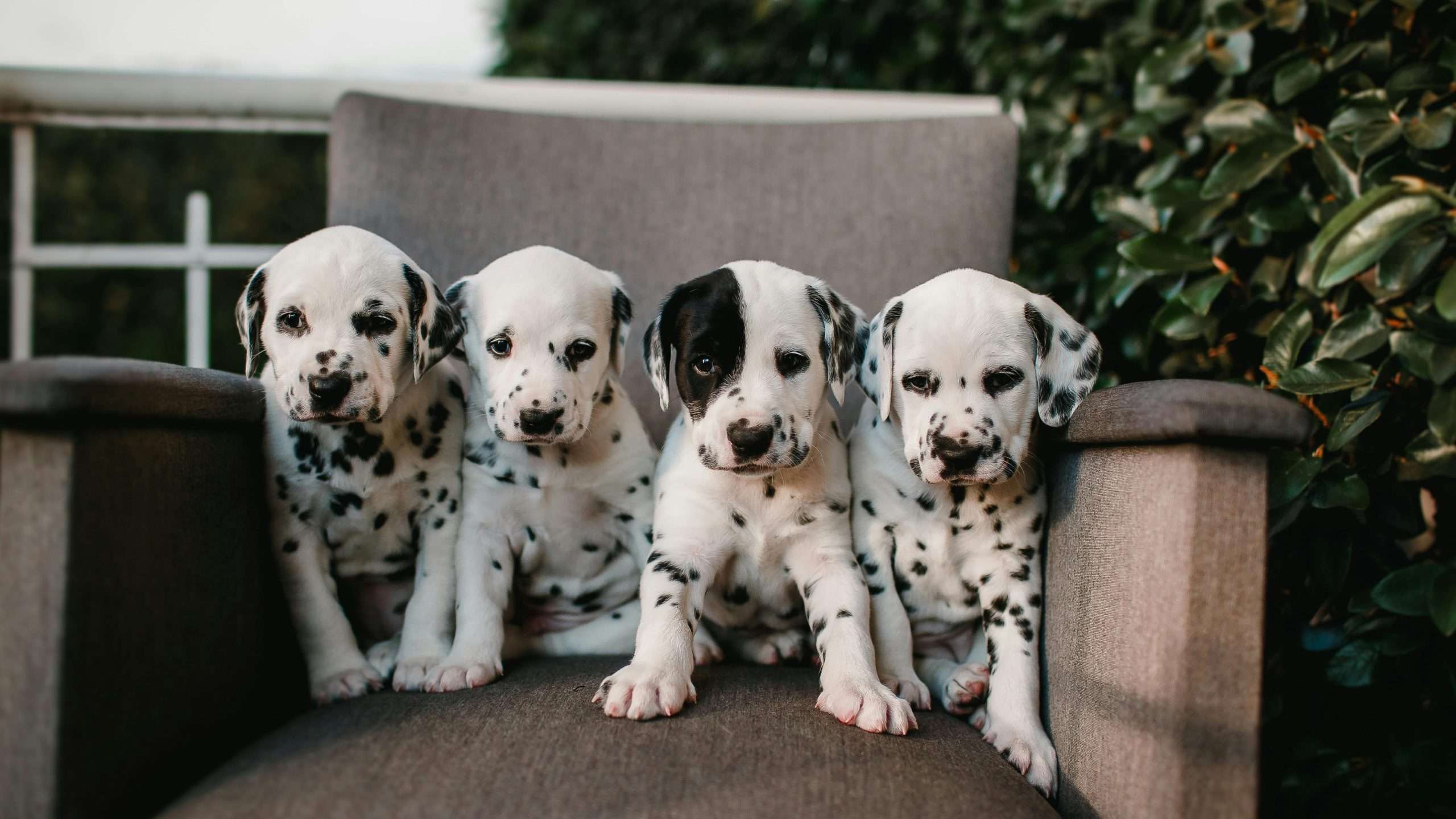 An image of puppies - puppy weight gain