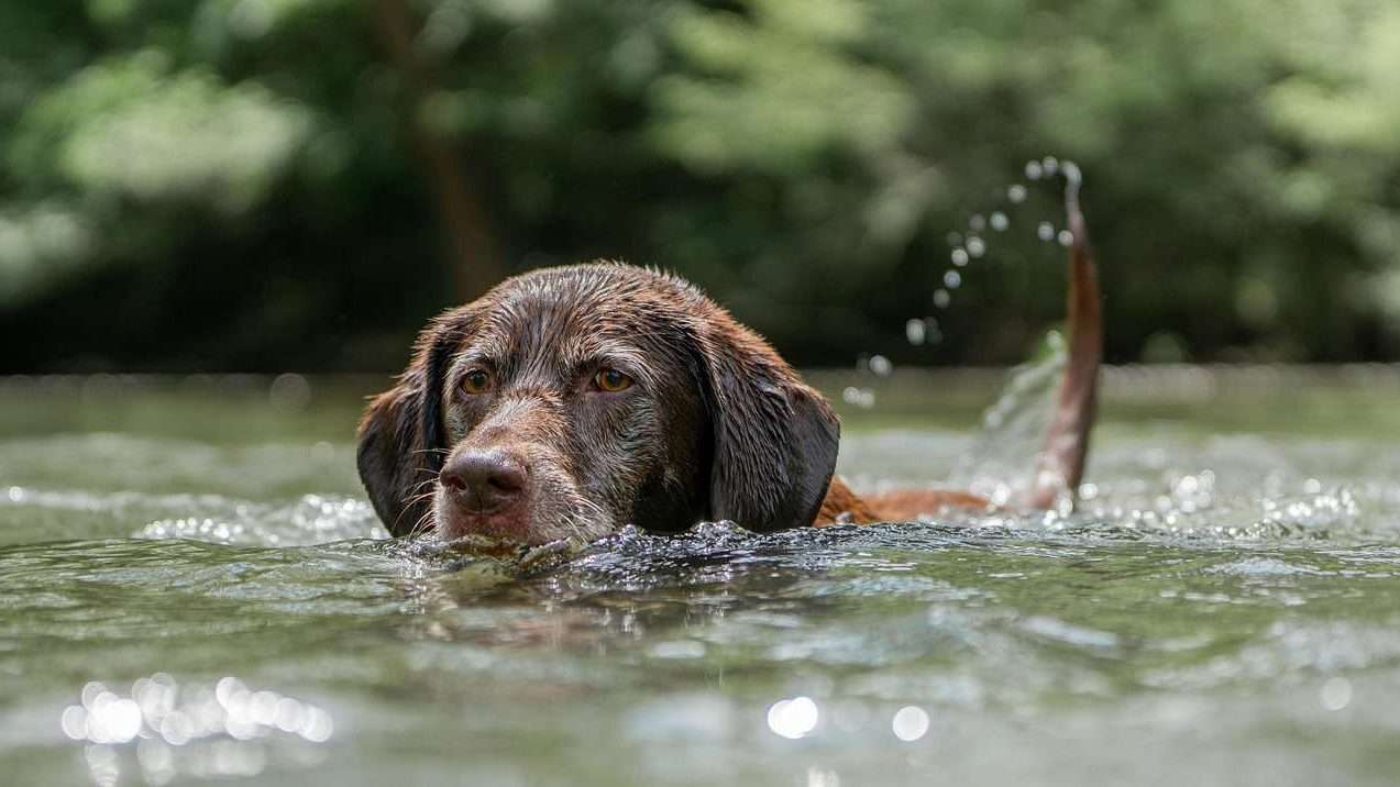 An image of a dog swimming - dogs swim
