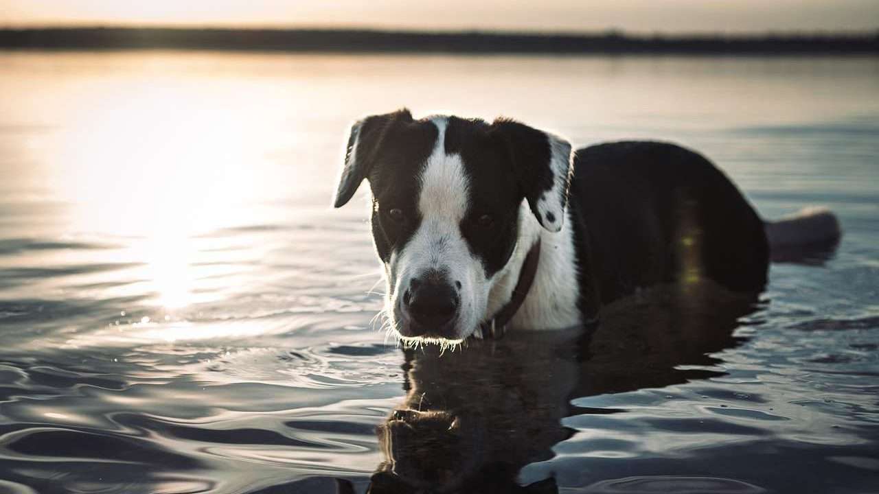 An image of a dog in the water