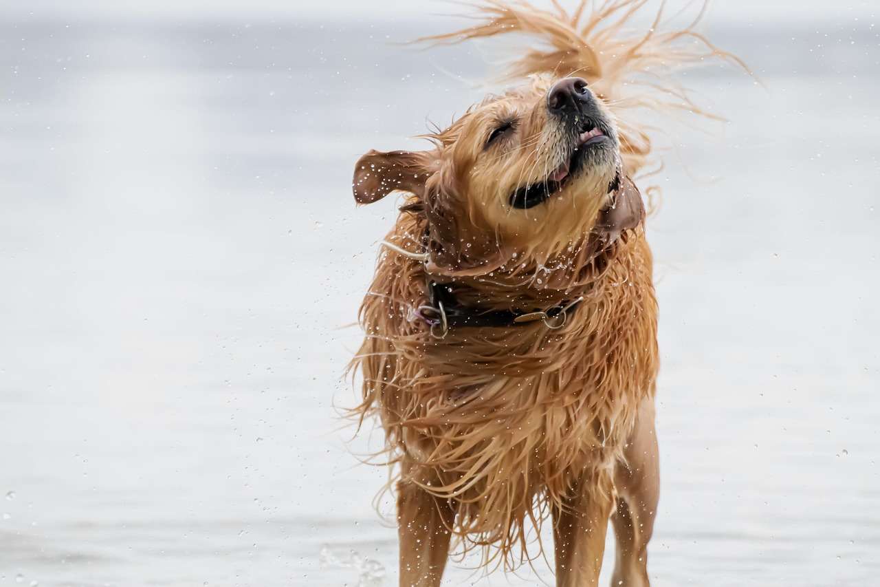 An image of a dog after swim - dogs swim