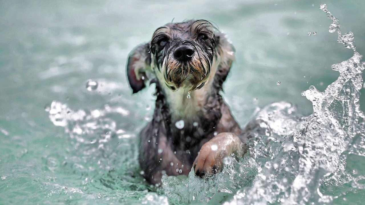 An image of a dog swimming 