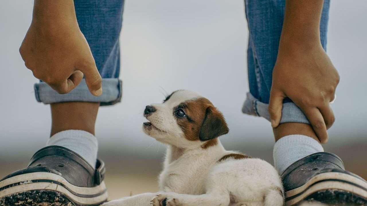 An image of a puppy