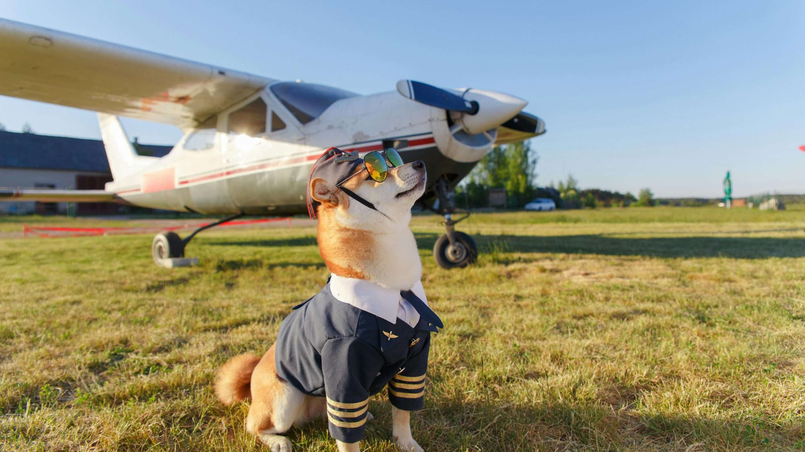 An image of a dog in front of an aeroplane - flying with your dog