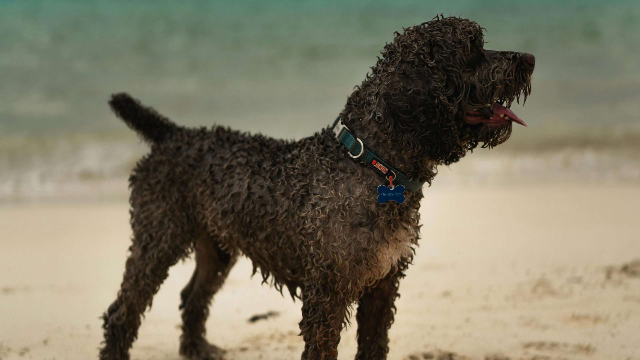An image of a Lagotto Romagnolo