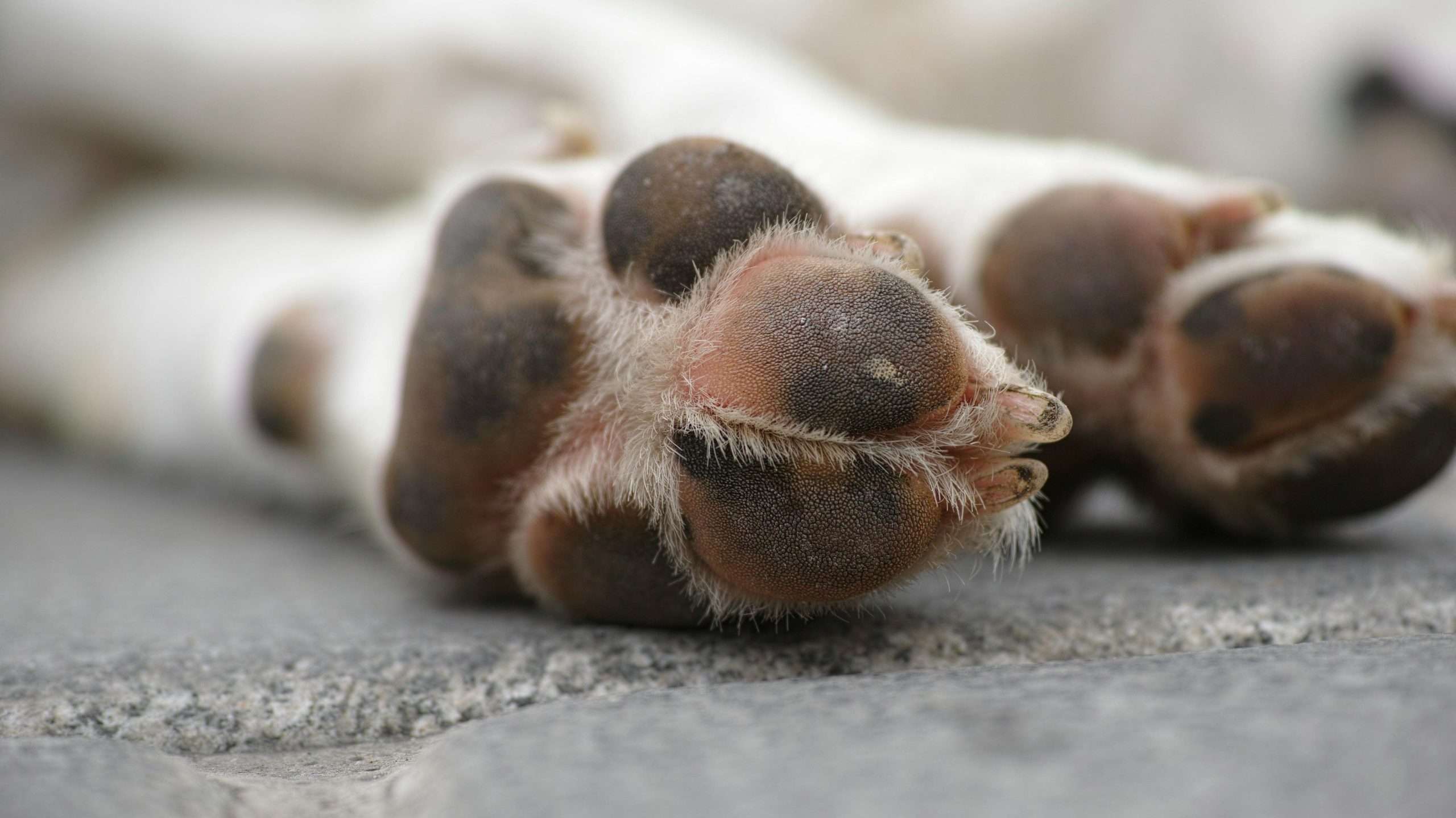 An image of a dog's paws - dog hygiene