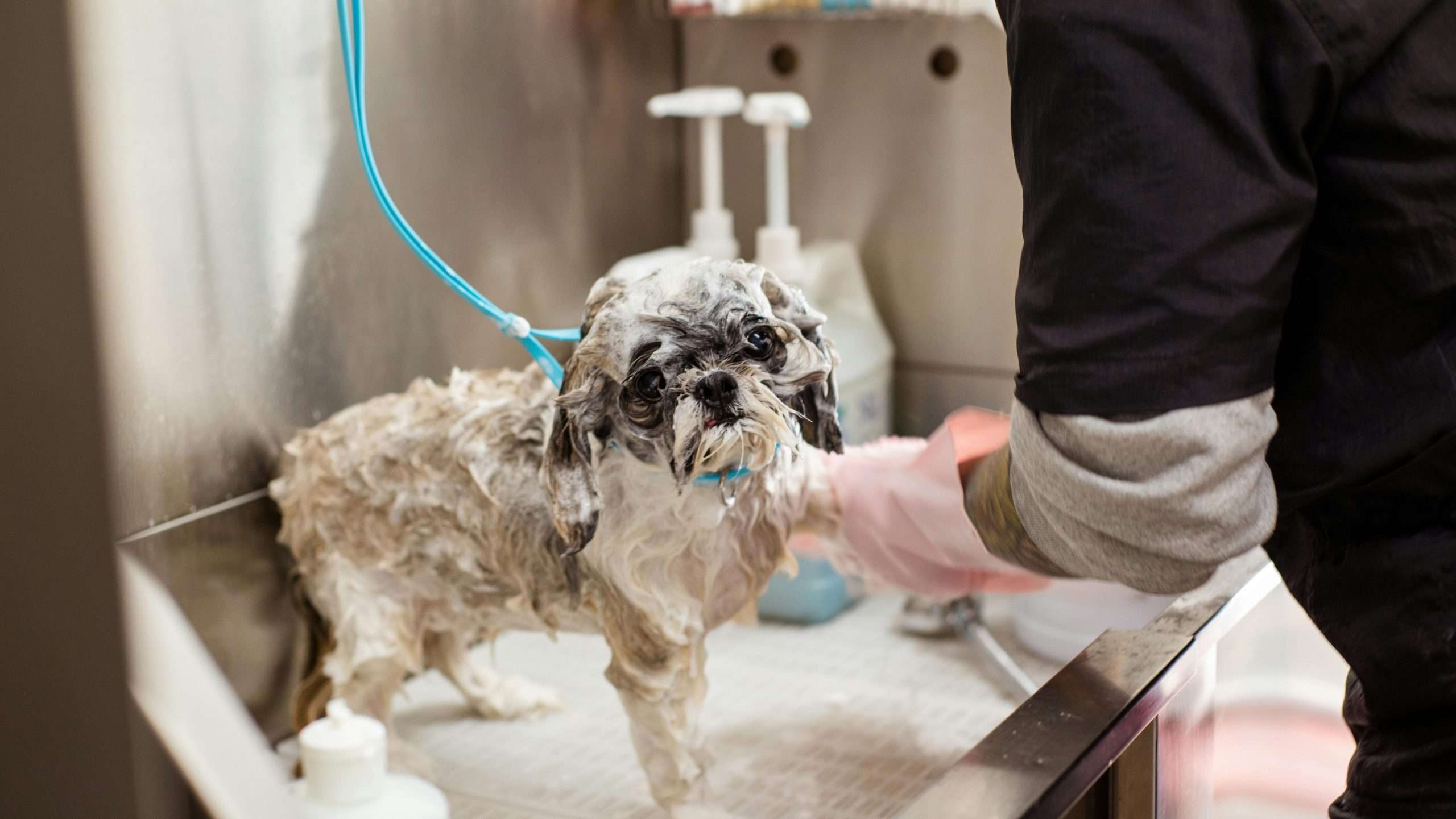 An image of a dog bathing - dog hygiene
