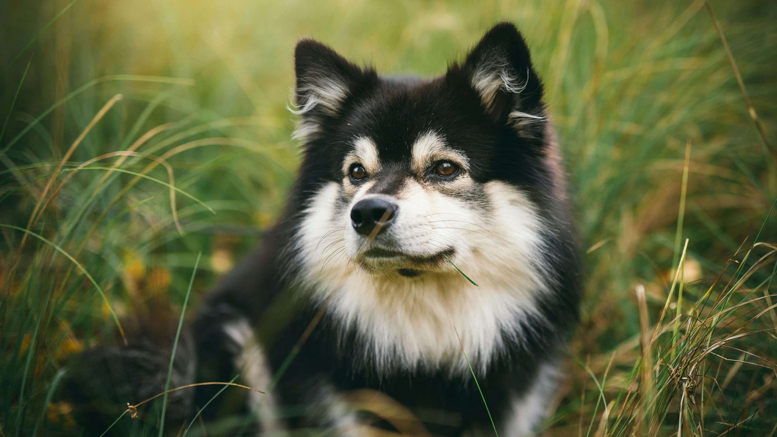 An image of a Finnish Lapphund