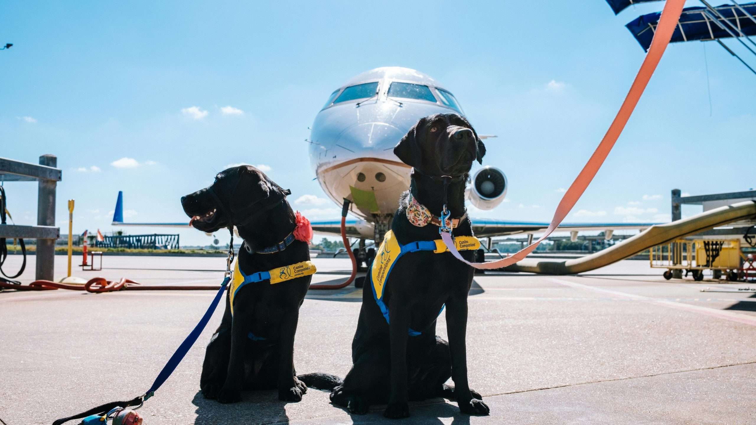An image of to dogs in front of an aeroplane - flying with your dog