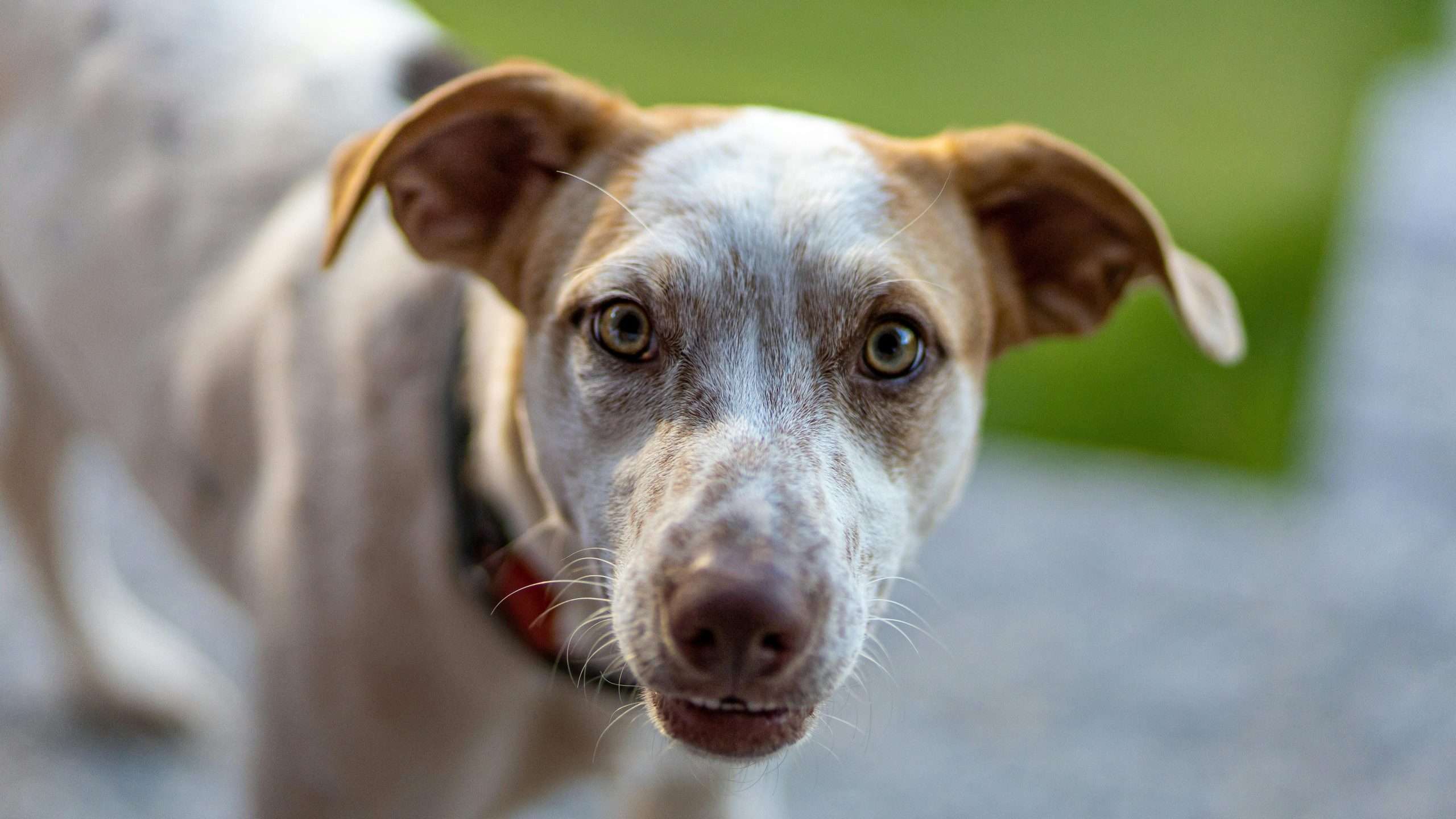 An image of a dog's eyes