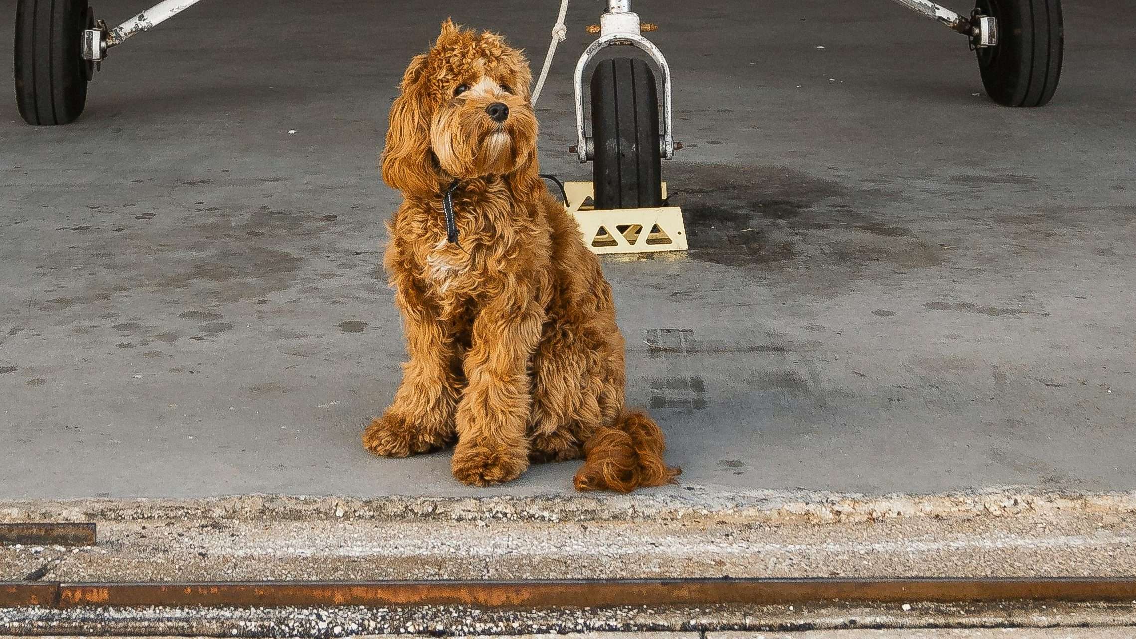 An image of a dog in front of a flight