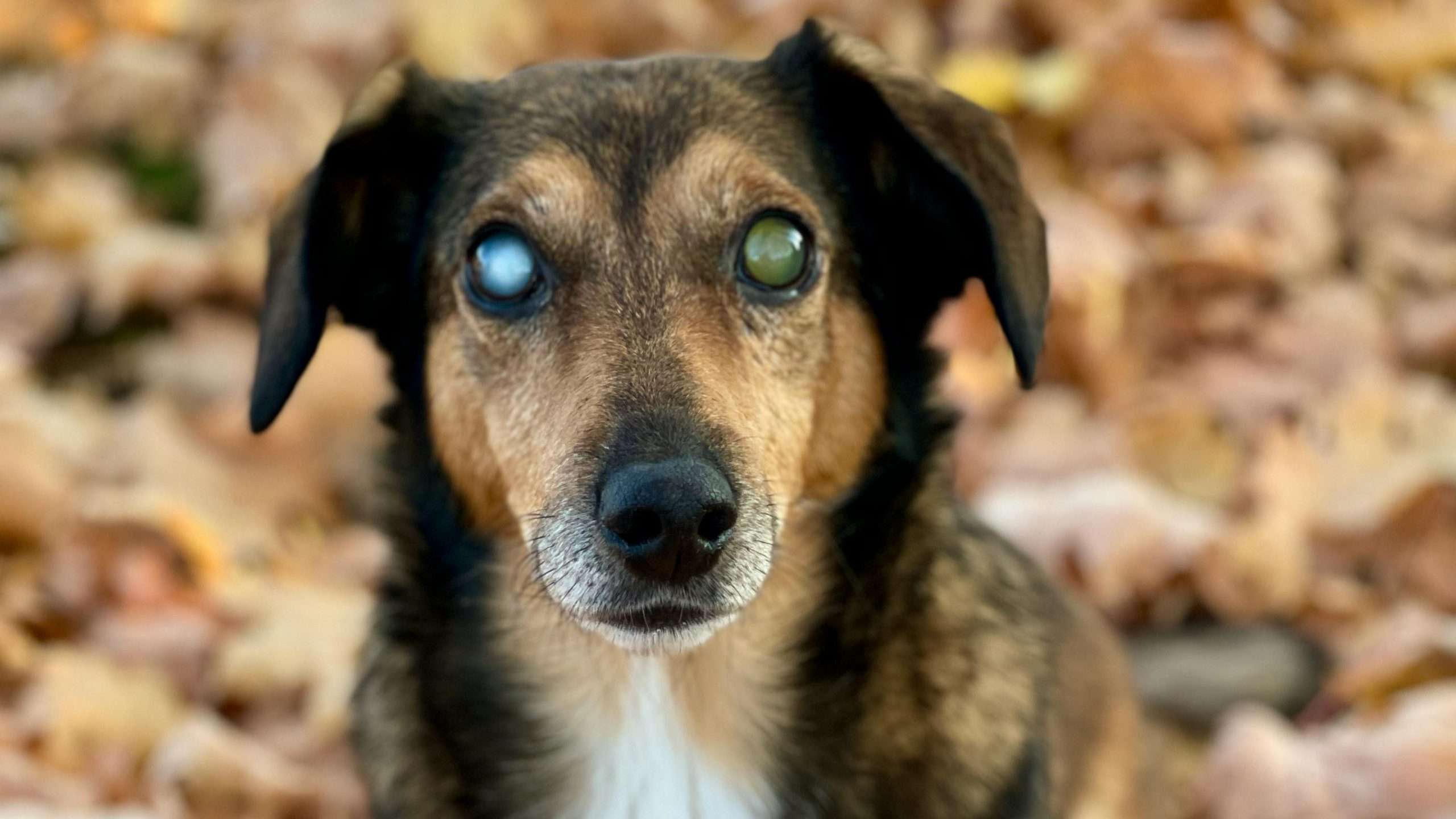 An image of a dog with cataract - dog's eyes