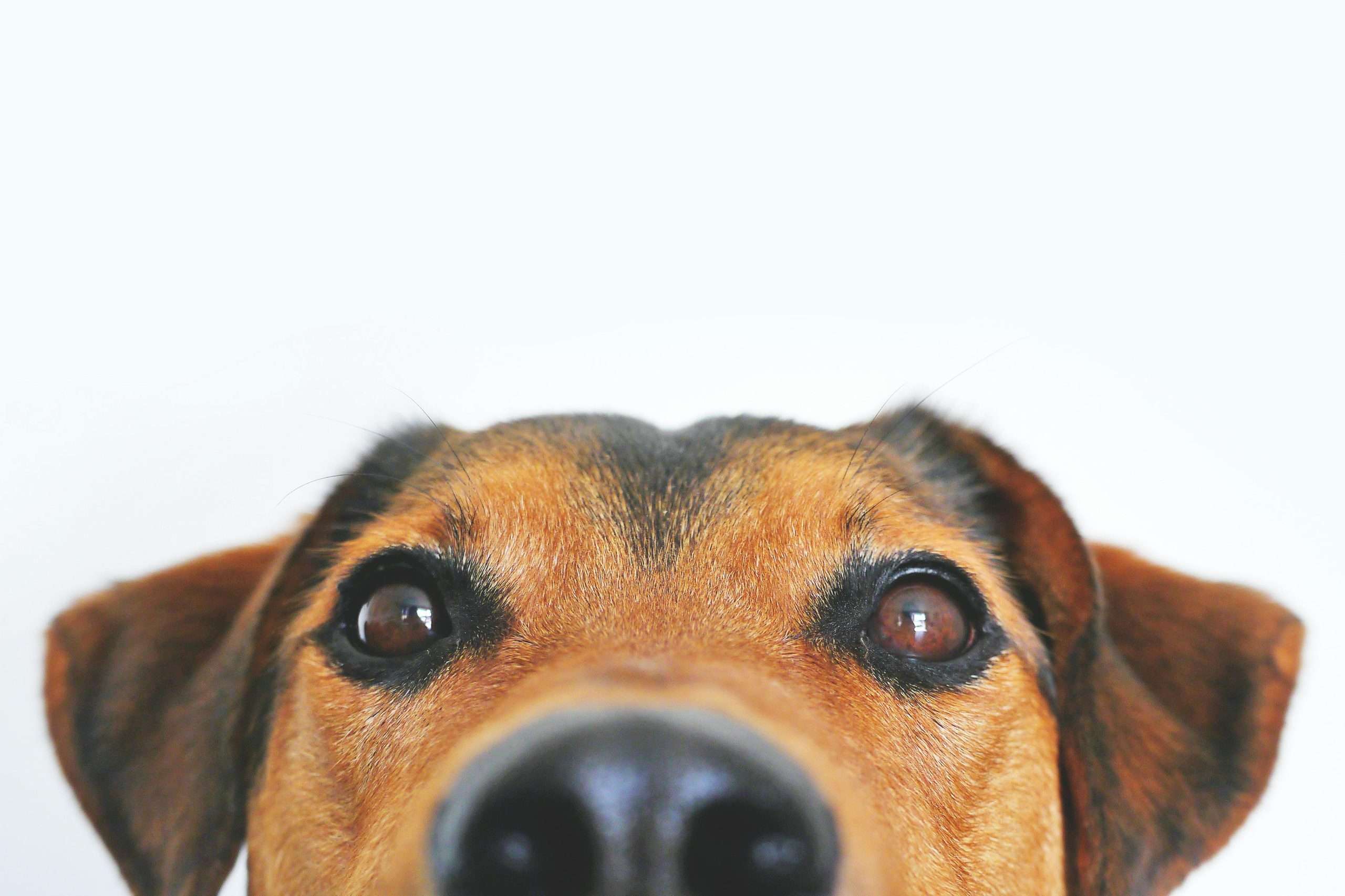 An image of a dog's eyes