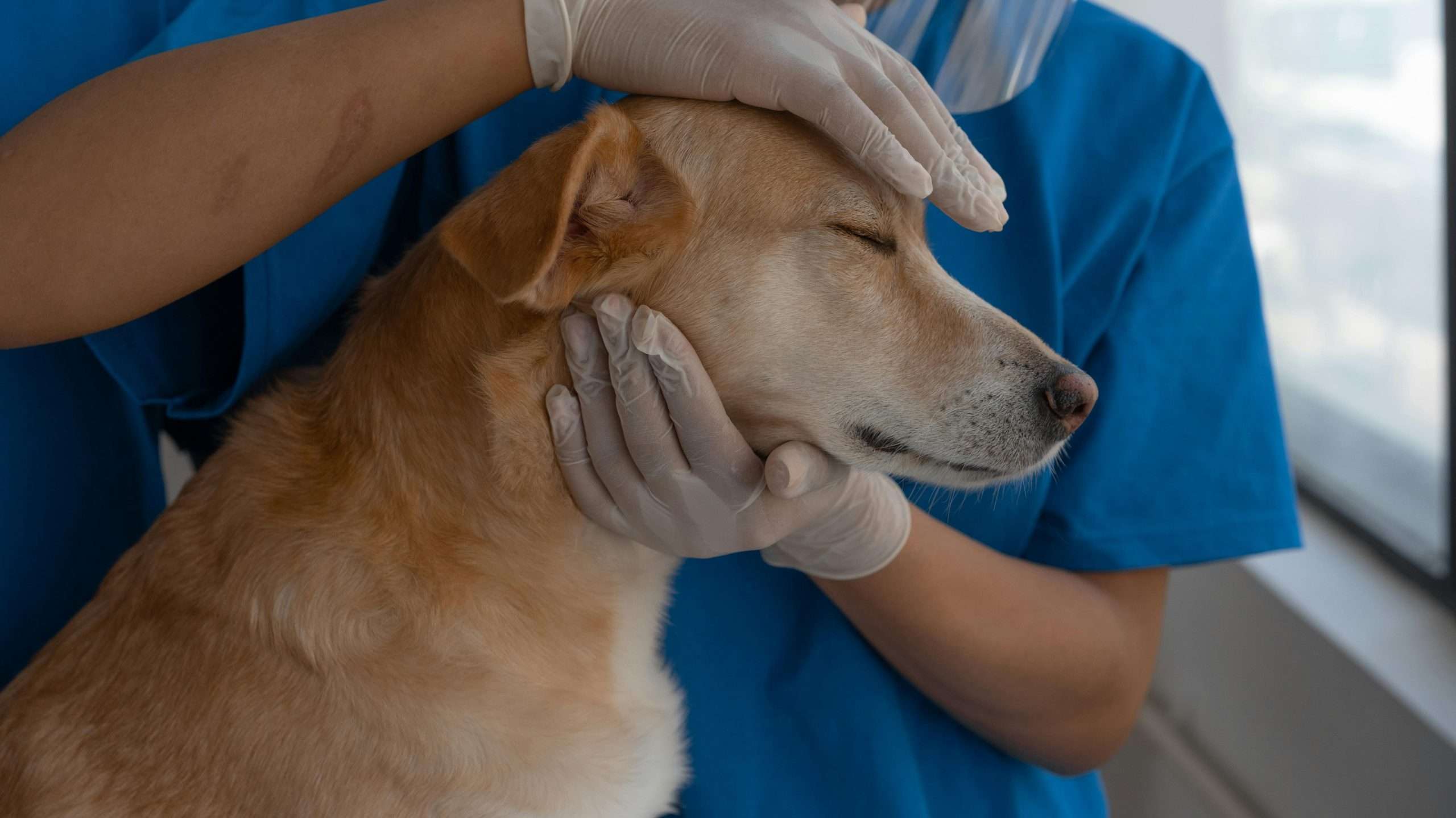 An image of a dog getting checked