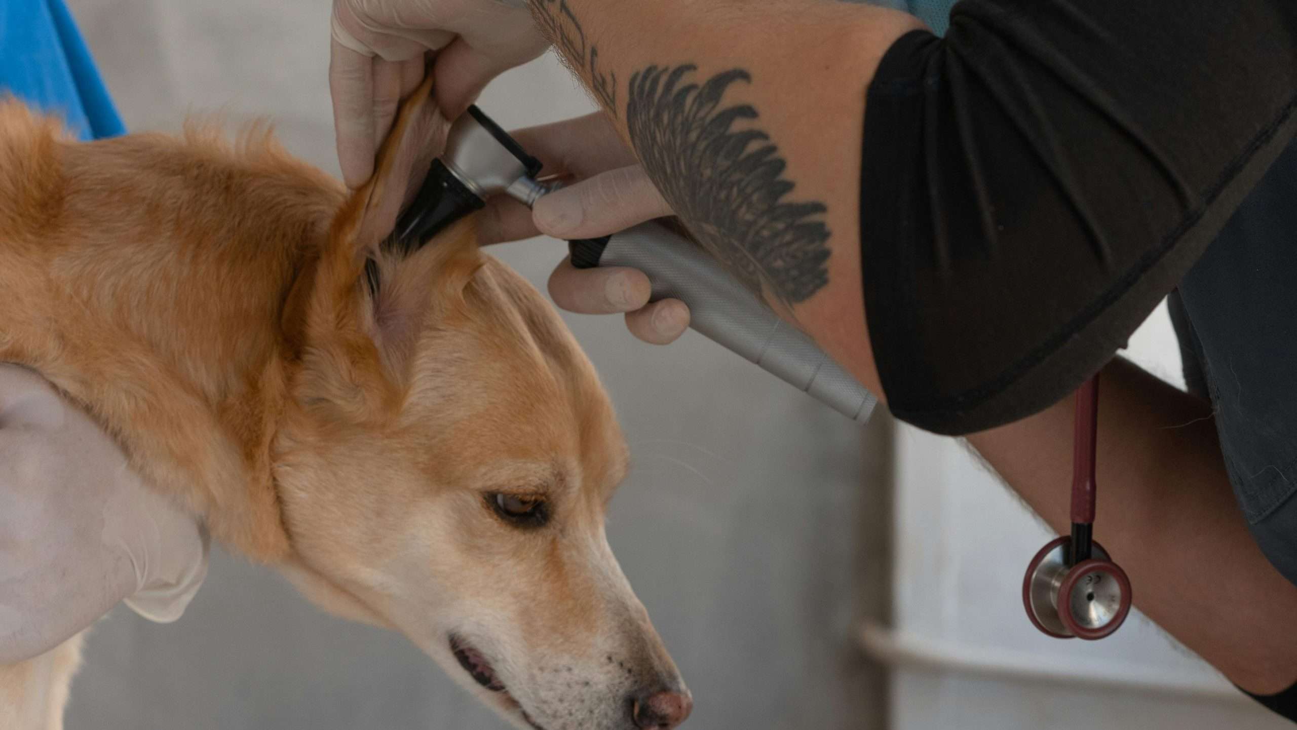 An image of a dog getting its ear checked - dog hygiene