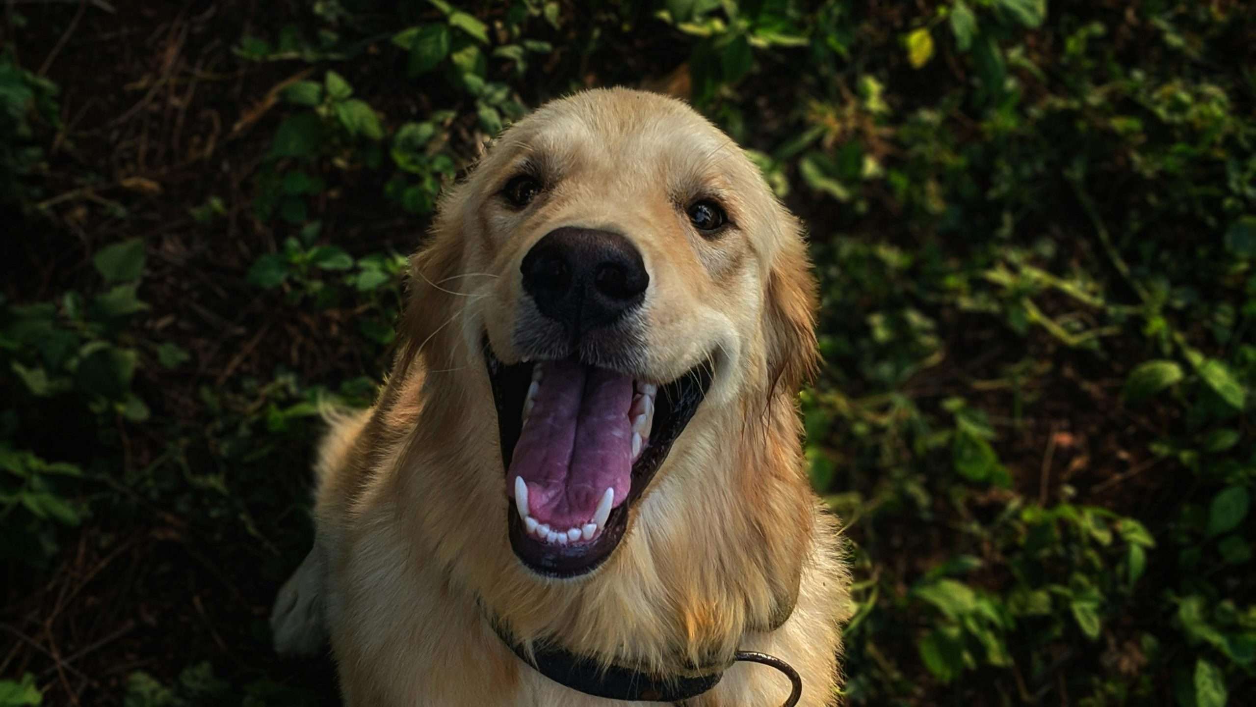 An image of a dog smiling - dog hygiene