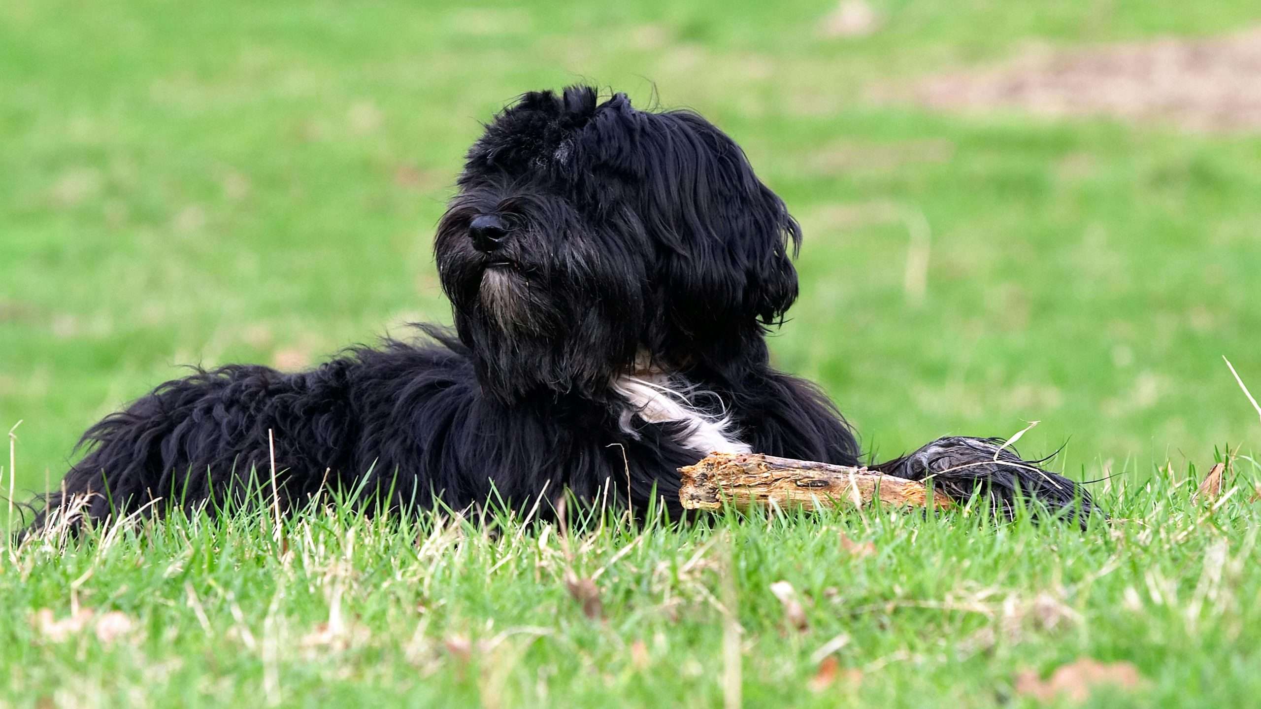 An image of a Tibetan Terrier