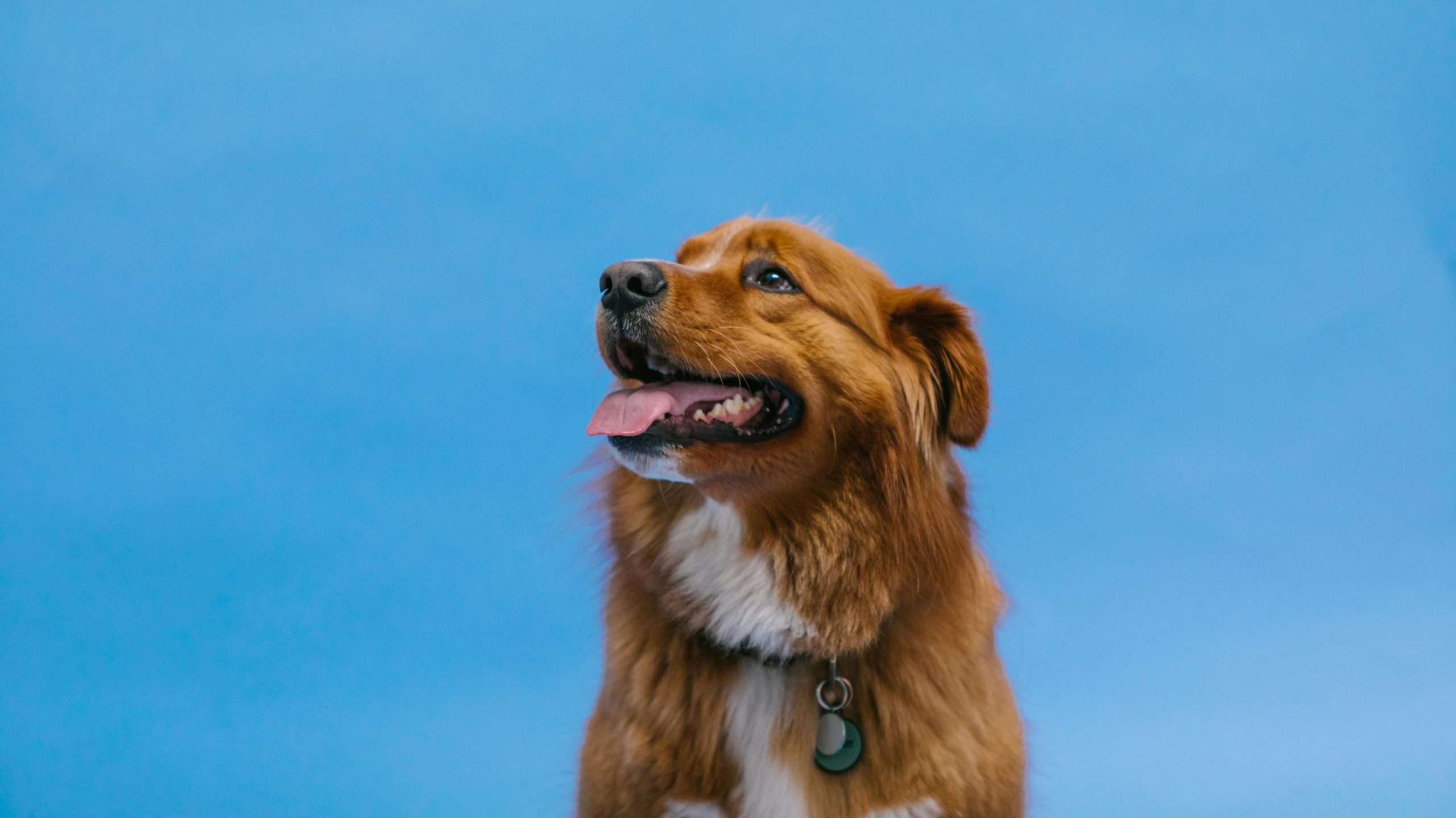 An image of a Nova Scotia Duck Tolling Retriever