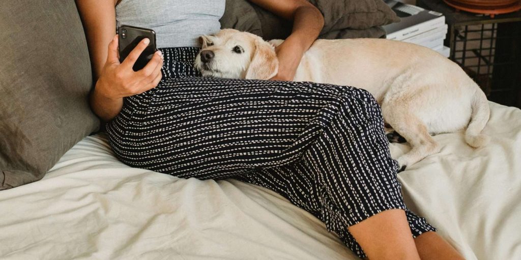 An image of a dog watching a phone - Screen time for dogs