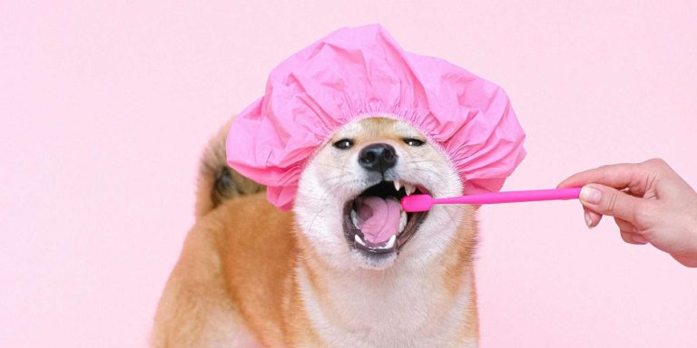 Proper Dog Hygiene: 5 Do’s and Don’ts