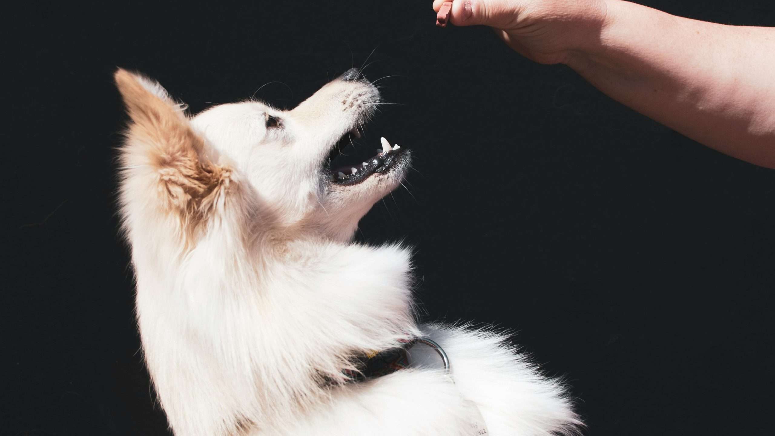 An image of American Eskimo Dog - underrated dog breed