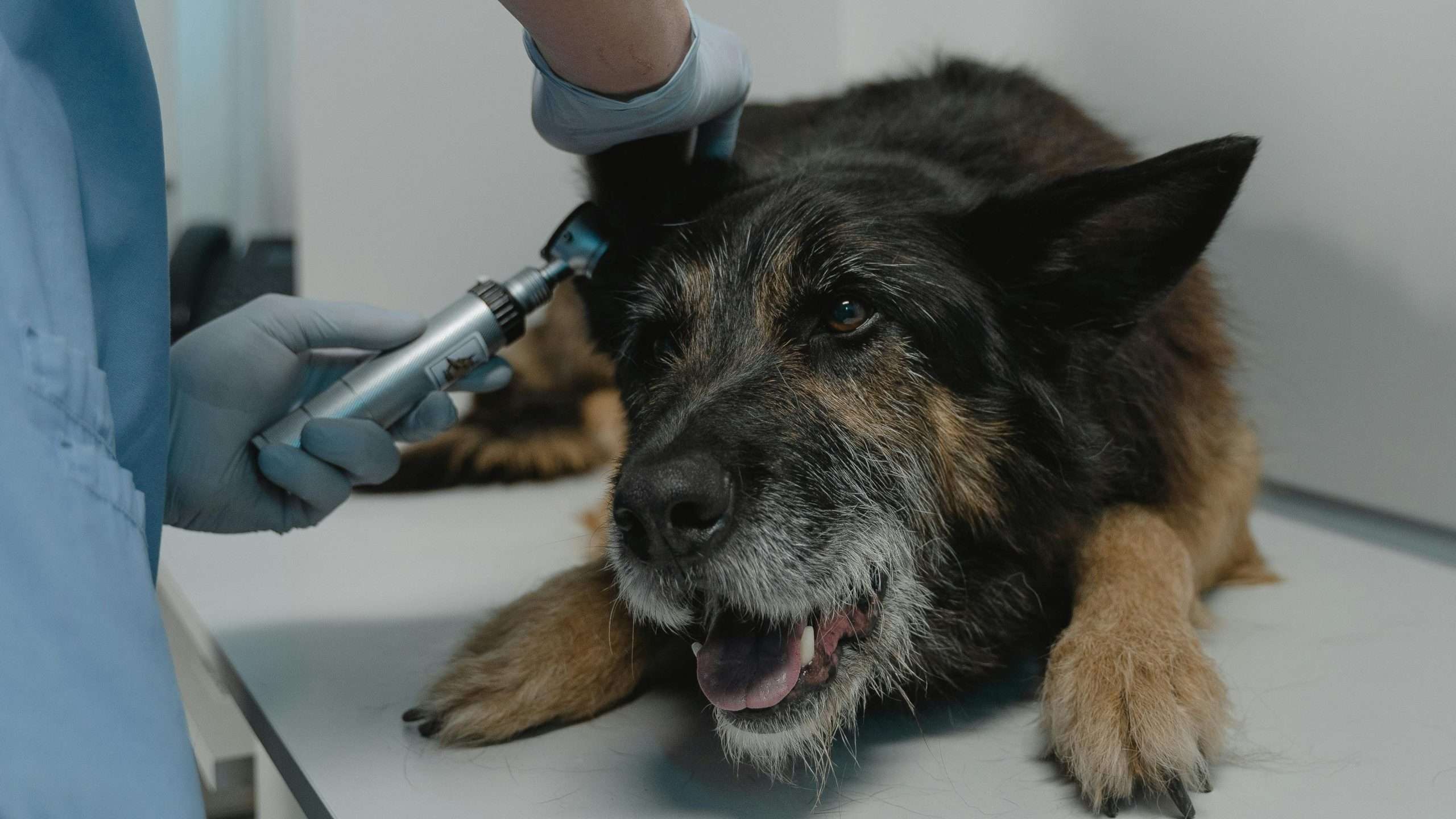 An image of a dog at the vet