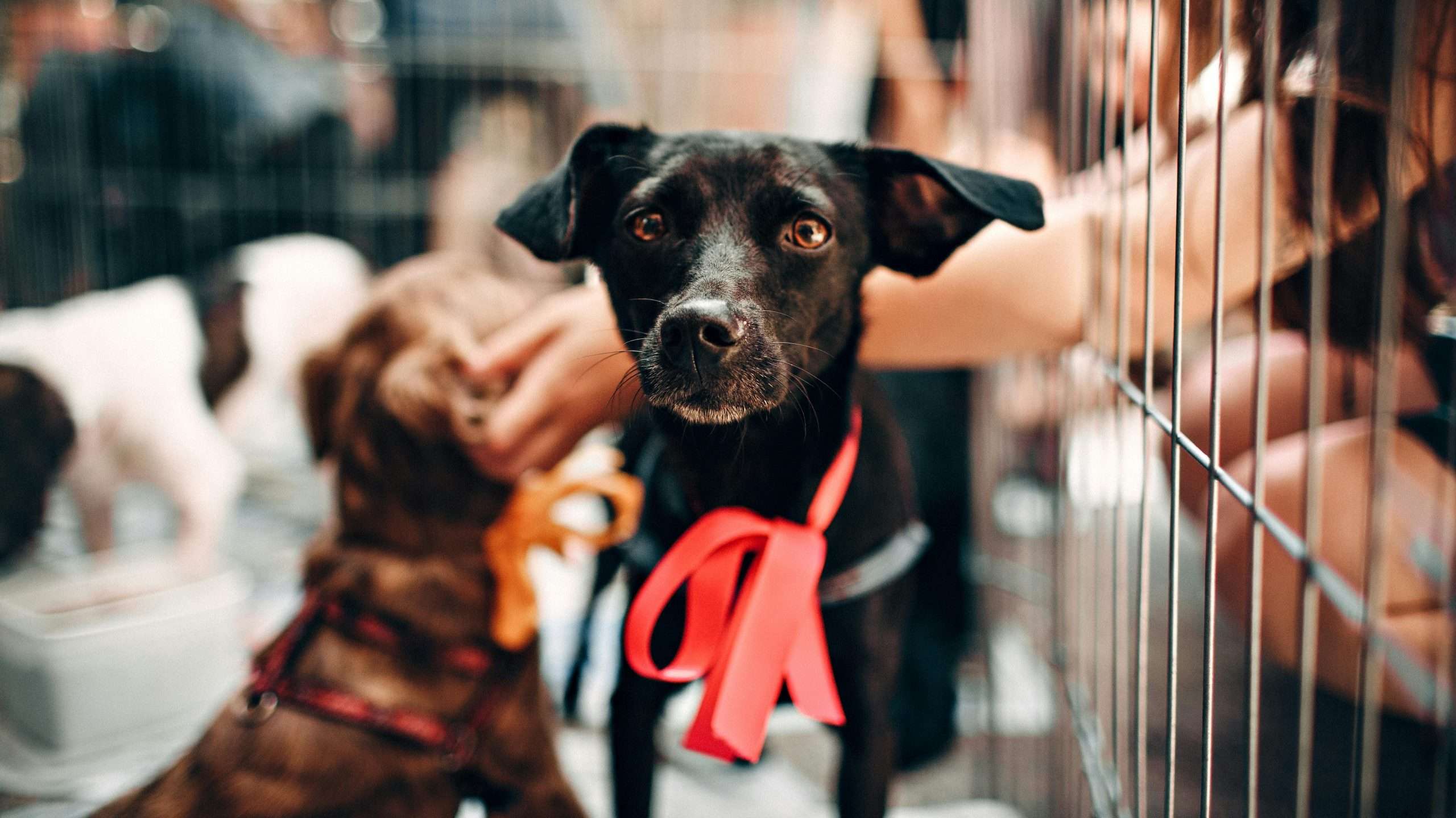 An image of a puppy's eye