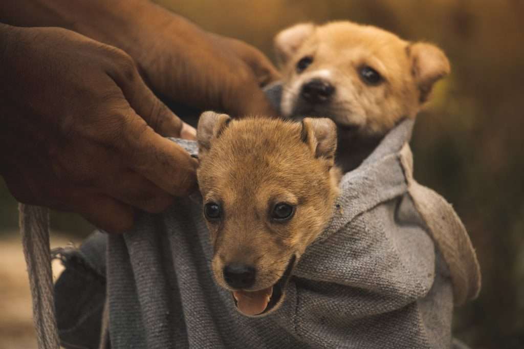 An image of 2 puppies