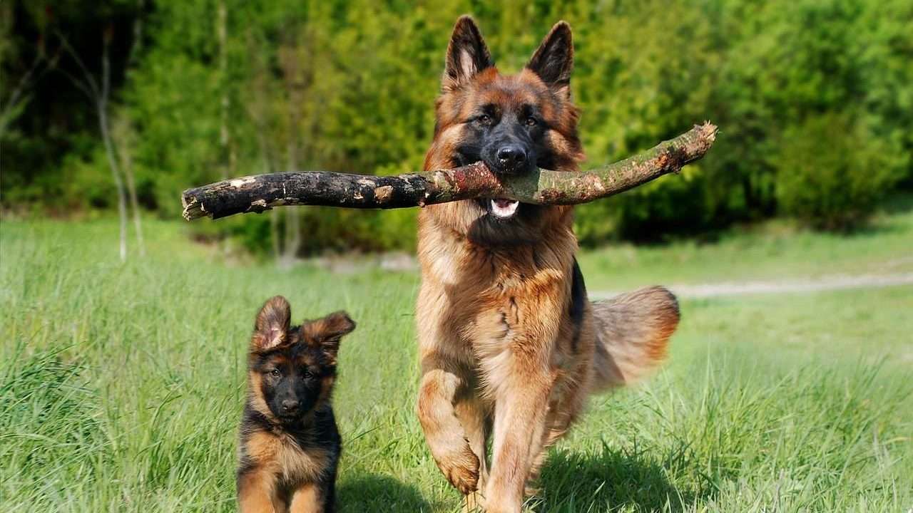 An image of a dog with its puppy - dog is pregnant
