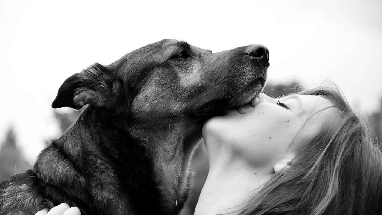 An image of a dog kissing its owner