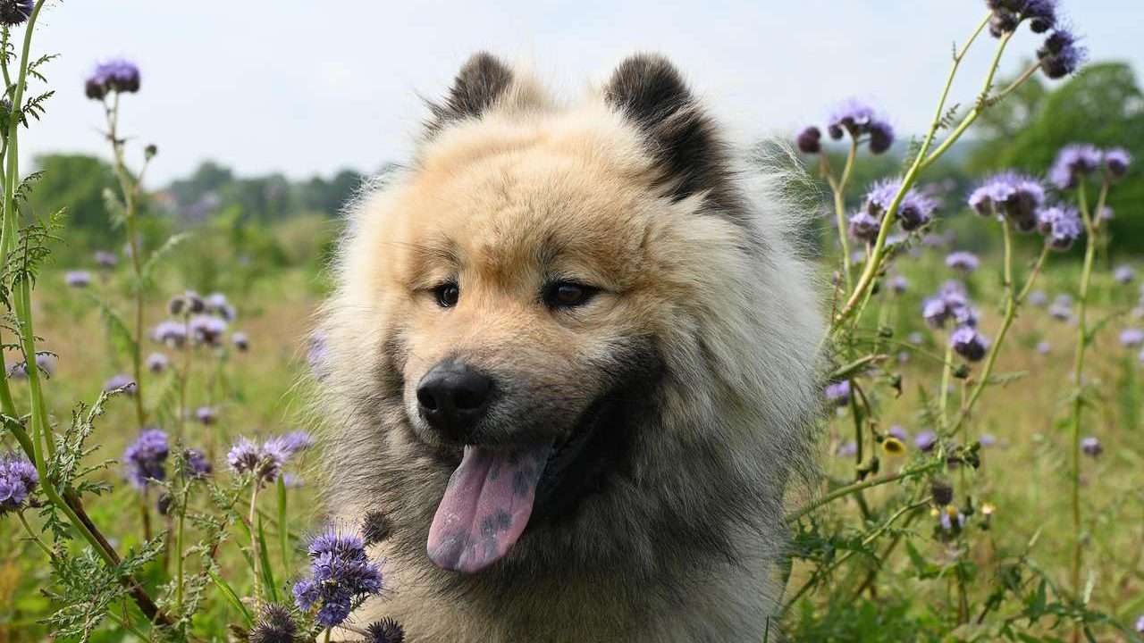 An image of a dog with flower