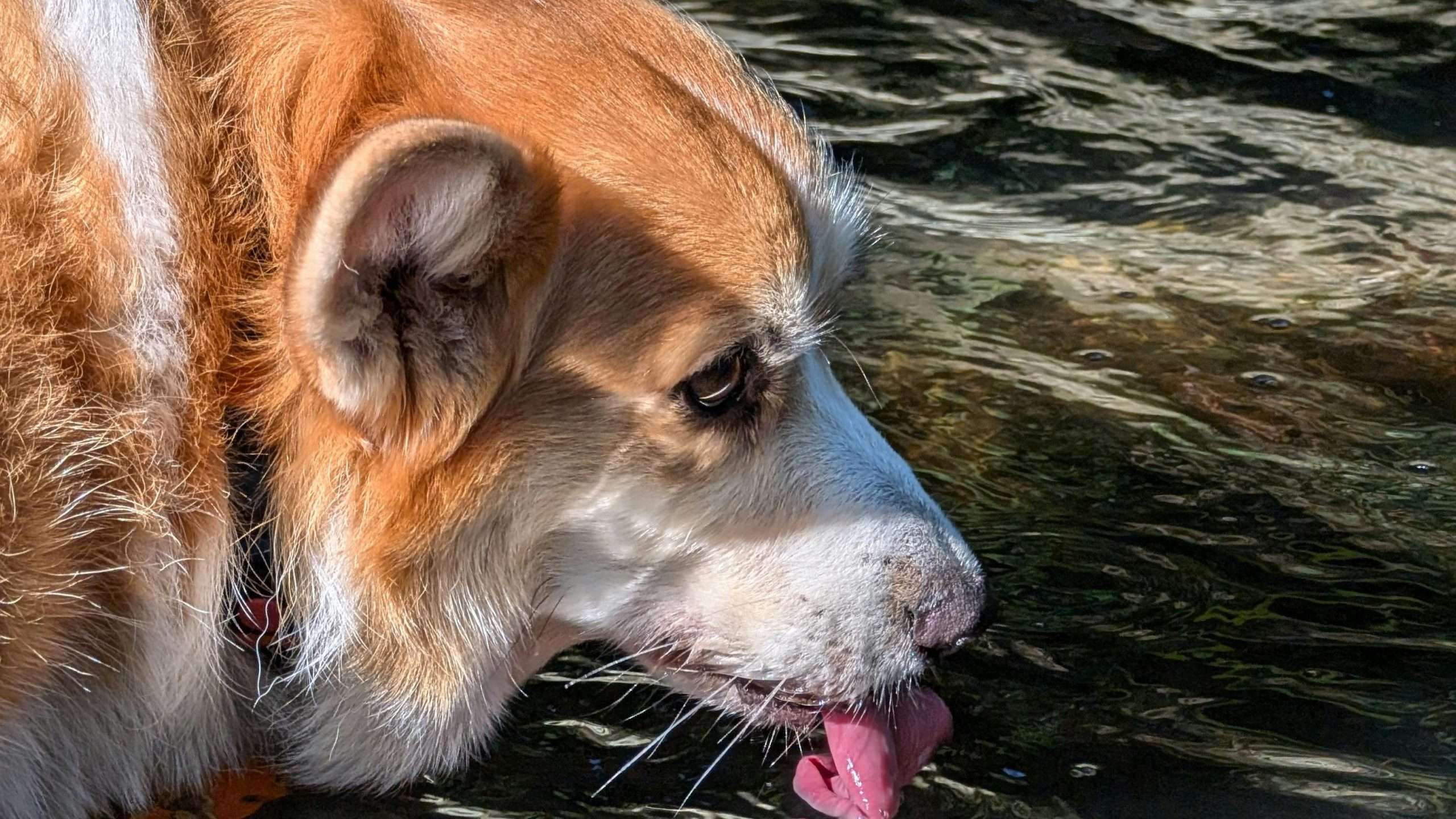 An image of a dog drinking water - How Much Water Should a Dog Drink?