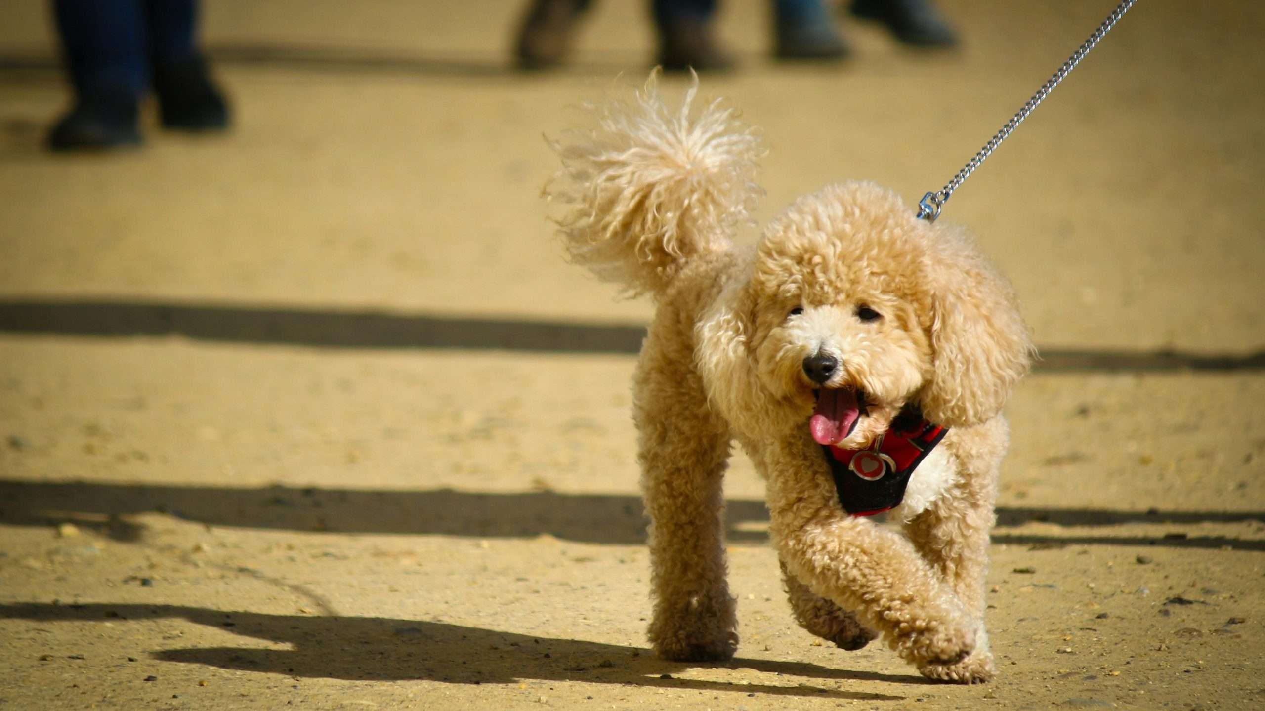 An image of a poodle puppy