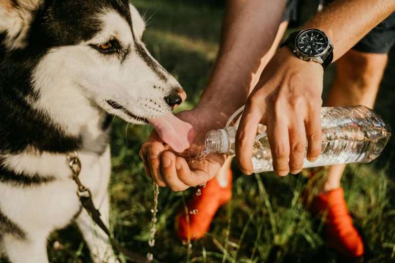 Adjust Your Dog Feeding Schedule for Summer: A Complete Guide
