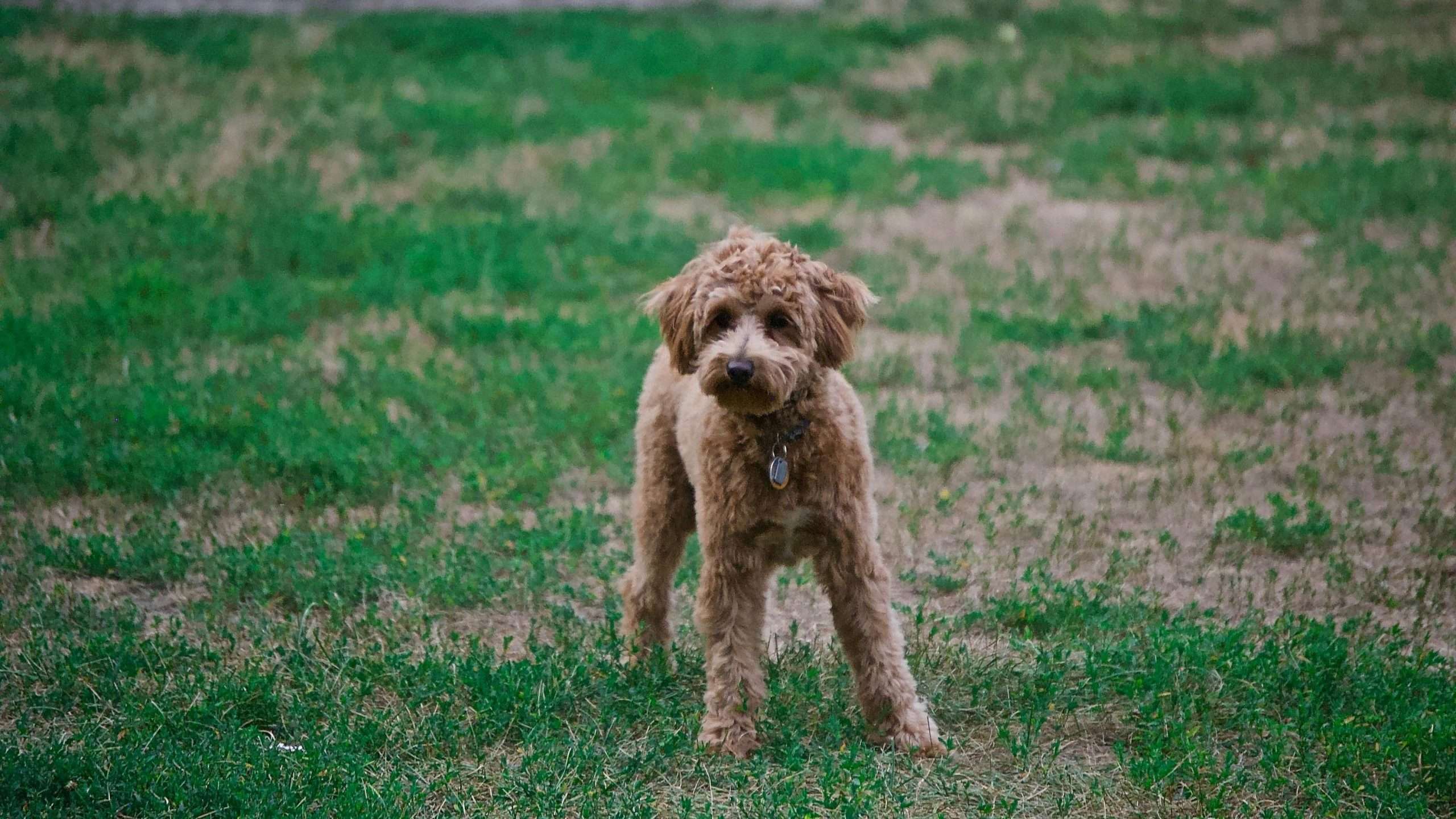 An image of a poodle standing - raising a poodle in India