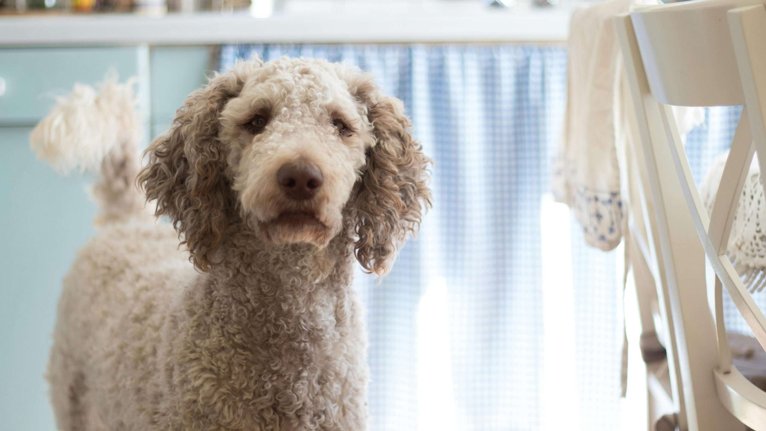 An image of a poodle - raising a poodle
