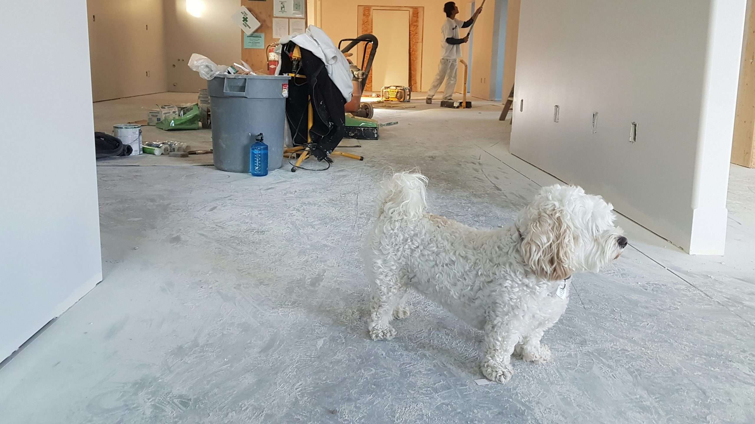 An image of a dog in a room - electrical safety for dogs