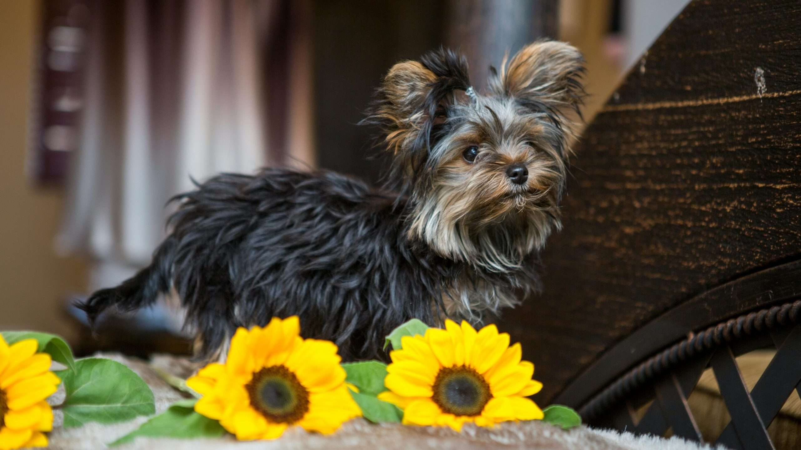 An image of a dog with flowers