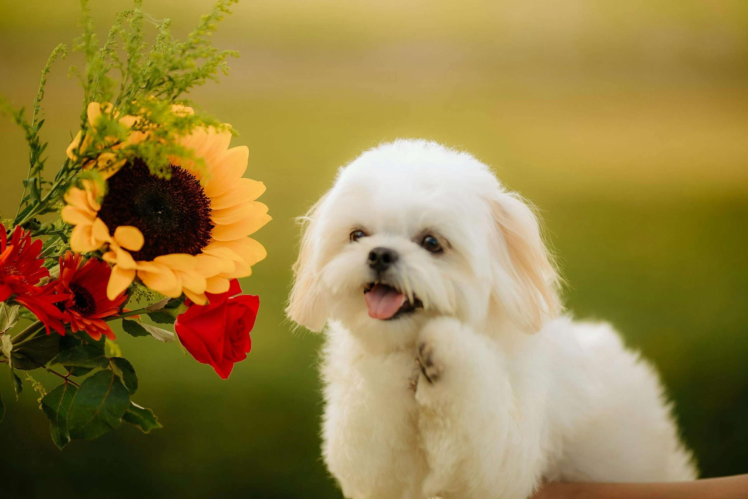 An image of a dog with flowers