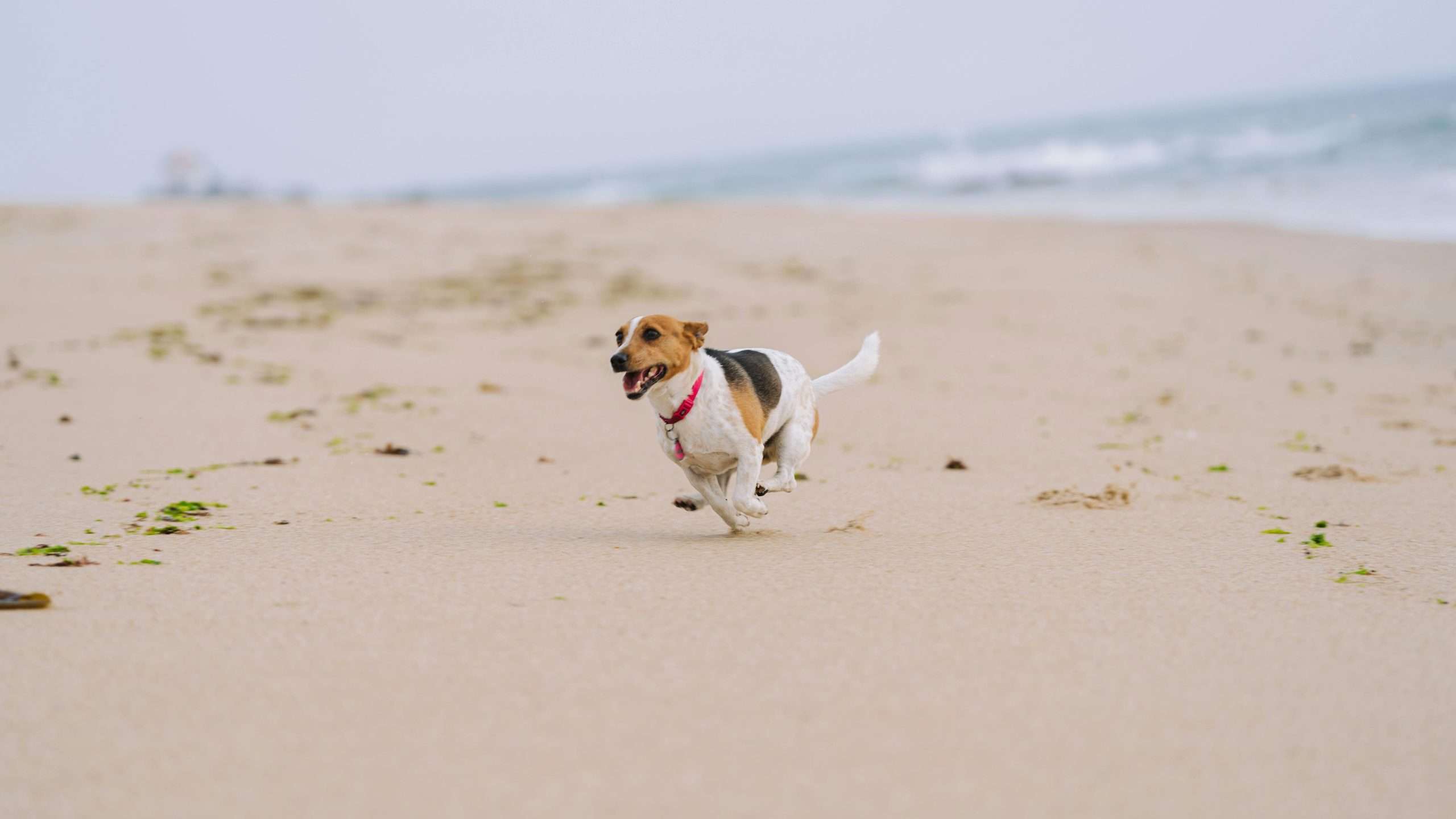 An image of a dog running
